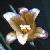 asparaguscflo99lilyfamilyfoord