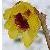chimonanthuscflo99praecoxwikimediacommons1