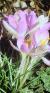 crocuscflos99tomasinianusfoord1