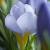 crocuscflosieberiatticusfireflygeetee1