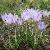 crocuscfor99imperati1