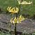 erythroniumcflos9pagoda