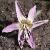erythrouniumcflo9denscanis1