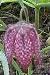 fritillariacflo88meleagriswikimediacommons2
