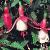 fuchsiaflotcalicehoffman1a1a1a