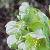 helleboruscflos99coricusfoord1