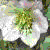 helleborusflot1orientalisfoord1
