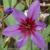 leucocorynecflocaravellervroger2