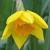 narcissuscfloarmadadeeproot