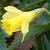 narcissuscfloasturiensisdeeproot1