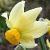 narcissuscfloberyldeeproot1