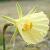 narcissuscflobulbocodiumdeeproot
