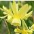 narcissuscflohaweradeeproot1