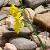 narcissuscfor88jonquillawikimediacommons