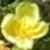 rosacanarybirdflotgarnonswilliams1