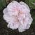 rosacflostanwellperpetualgarnonswilliamsfrompeterbealesgarden