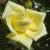 rosagoldilockscflorogerltd1