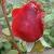 rosasouvenirdeclaudiusdenoyelcflorogerltd