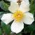 rosaweddingdaycflorogerltd1a