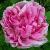 rosaxcentifoliacflorogerltd