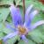 thumbIMG1861anemoneblandabluefloweredplantsupportsgarnonswilliams
