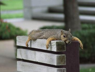 squirrelresting