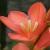 tritoniacflocrocataserendipityrvroger