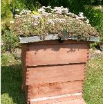 beehiveqlawn
