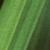 carexfoltpendula1a