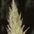 cortaderiaflotselloana1a