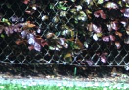 hfagushed2sylvaticaatropurpurea1