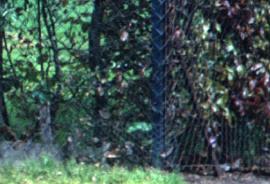 hfagushed3sylvaticaatropurpurea1