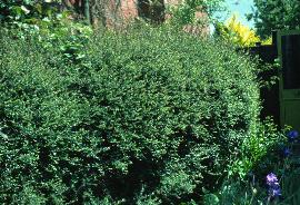 hlonicerahed1nitida1a1