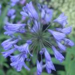 agapanthusflosafricanusbluekevock1a