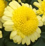 argyranthemumflocmadeiracrestedyellow1a
