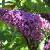 buddlejacflosdavidiipeakeepgarnonswilliams