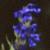 hyssopusflotofficinalis1a