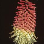 kniphofiafloaloides1