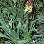 kniphofiaforaloides1
