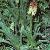 kniphofiafortaloides1