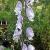 aconitumcammarumstainlesssteelcforrvroger1a1