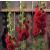 alcearoseachatersdoublescarletcforrvroger1a