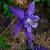 aquilegiacflo1alpinawikimediacommons