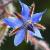 boragocflo1officinaliswikimediacommons