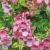 diasciaccflosbelmorebeautyboulby2