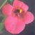 diasciacfloandrewboulby2