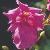 diasciacflorubyfieldboulby2