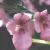 diasciacflovigilisboulby2