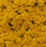 achilleafilipendulagoldplatepflorvroger