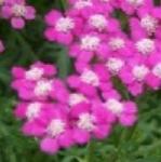 achilleamillifoliumcerisequeenpflorvroger